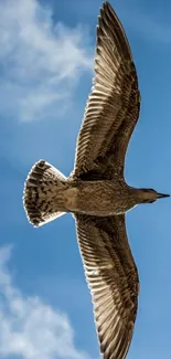 A seagull soaring gracefully against a bright blue sky.