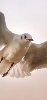 A graceful seagull in flight with soft light gray tones.