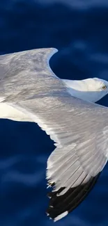 Seagull soaring over deep blue ocean.