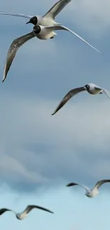 Seagulls gliding through a clear blue sky.