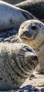 Majestic seals resting on a rocky beach.