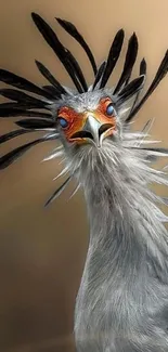 Majestic Secretary Bird with striking plumage in a stunning wallpaper.