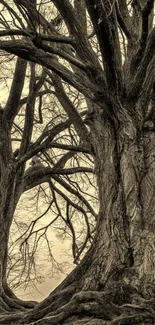 Sepia-toned majestic tree wallpaper enhancing tranquility.