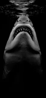 Great white shark in black and white, showcasing its majestic and powerful form.