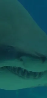 Close-up view of a shark underwater swimming in an ocean setting.