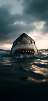 Great white shark breaching ocean surface at sunset with dramatic clouds.