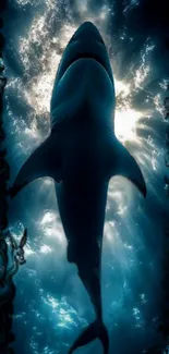 Silhouette of a shark swimming against a bright ocean background.