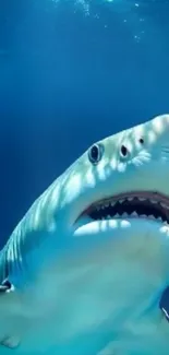 Close-up of a great white shark in a blue ocean underwater setting.