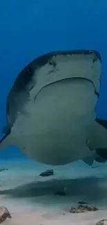 Shark swimming over the ocean floor in a serene underwater setting.