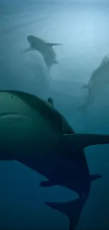 Majestic sharks swimming underwater in a dark blue ocean scenery.