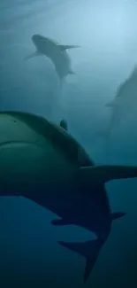 Underwater view of sharks swimming in the deep blue ocean.