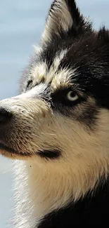 Majestic husky with blue eyes looking into the distance.