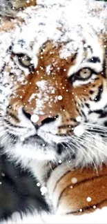 Majestic tiger covered in snowflakes, staring intently.