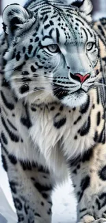 Majestic snow leopard walking through snowy forest.