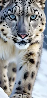 Close-up of a majestic snow leopard with a snowy background.