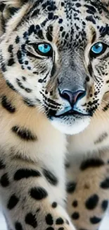 Majestic snow leopard with vivid blue eyes, perfect for mobile wallpaper.