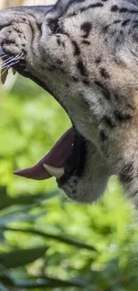 Close-up of a roaring snow leopard in lush greenery.