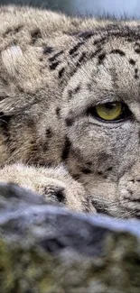 Close-up of a snow leopard's captivating stare in a natural setting.