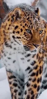 Leopard sitting gracefully in snowy wilderness capturing nature's beauty.