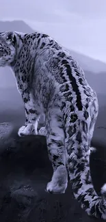 Snow leopard standing on a rocky mountain with a gray and blue backdrop.