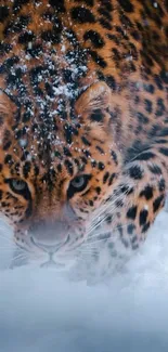 Leopard walking through snow in dramatic wallpaper.