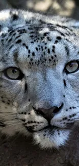 Close-up of a snow leopard with piercing eyes and detailed fur texture.