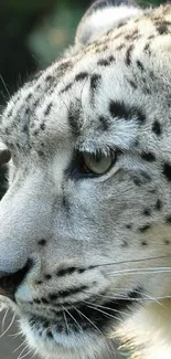 Close-up of a snow leopard's face in natural light.