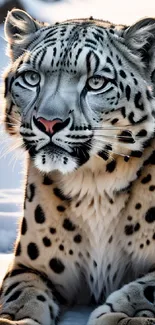 Majestic snow leopard resting on snowy terrain with piercing gaze.