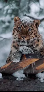 Snow leopard on a snowy log in forest setting.