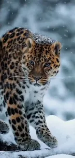 Majestic snow leopard in a snowy forest background wallpaper.