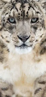 A majestic snow leopard in the snow, perfect for a mobile phone wallpaper.