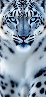Close-up of a snow leopard with striking blue eyes.
