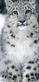 Snow leopard sitting on snowy ground, looking forward.