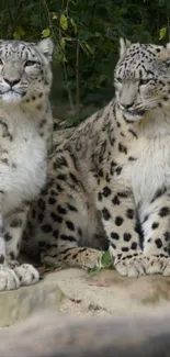 Two snow leopards sitting together in a natural forest setting.