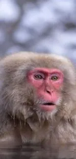 Snow monkey bathing in hot spring, reflecting a tranquil winter atmosphere.