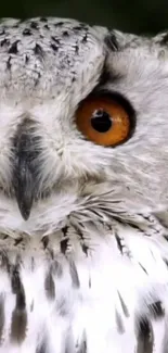 Close-up image of a majestic snow owl with vivid orange eyes in natural setting.