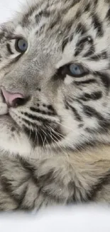 Close-up of a majestic white snow tiger with piercing blue eyes.