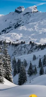 Snowy mountain landscape with fir trees under a blue sky.