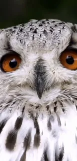 Close-up of a snowy owl's face with striking amber eyes.