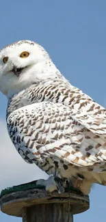 Snowy owl perched under a bright blue sky.