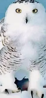 Majestic snowy owl on a blue background, exuding beauty and grace.