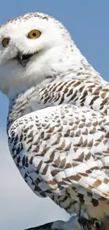 Snowy owl with yellow eyes against a blue sky.