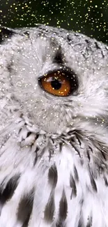 Close-up of a snowy owl with golden specks and striking orange eyes.