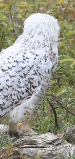 Snowy owl perched in lush green forest background.