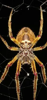 Detailed spider perched on a shiny web against a dark background.