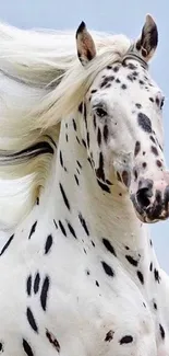 Majestic white horse with black spots on wallpaper.