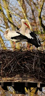 Two storks perched on a nest against a natural background.