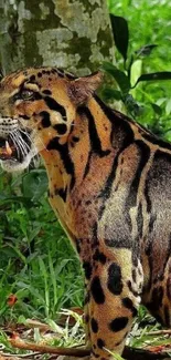 Majestic striped wildcat in jungle setting.