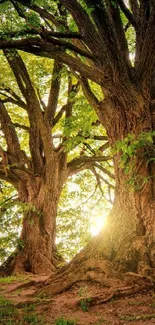 Sunlit forest with majestic trees and lush green leaves.