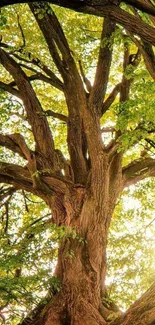 Majestic tree with sunlit leaves for mobile wallpaper.